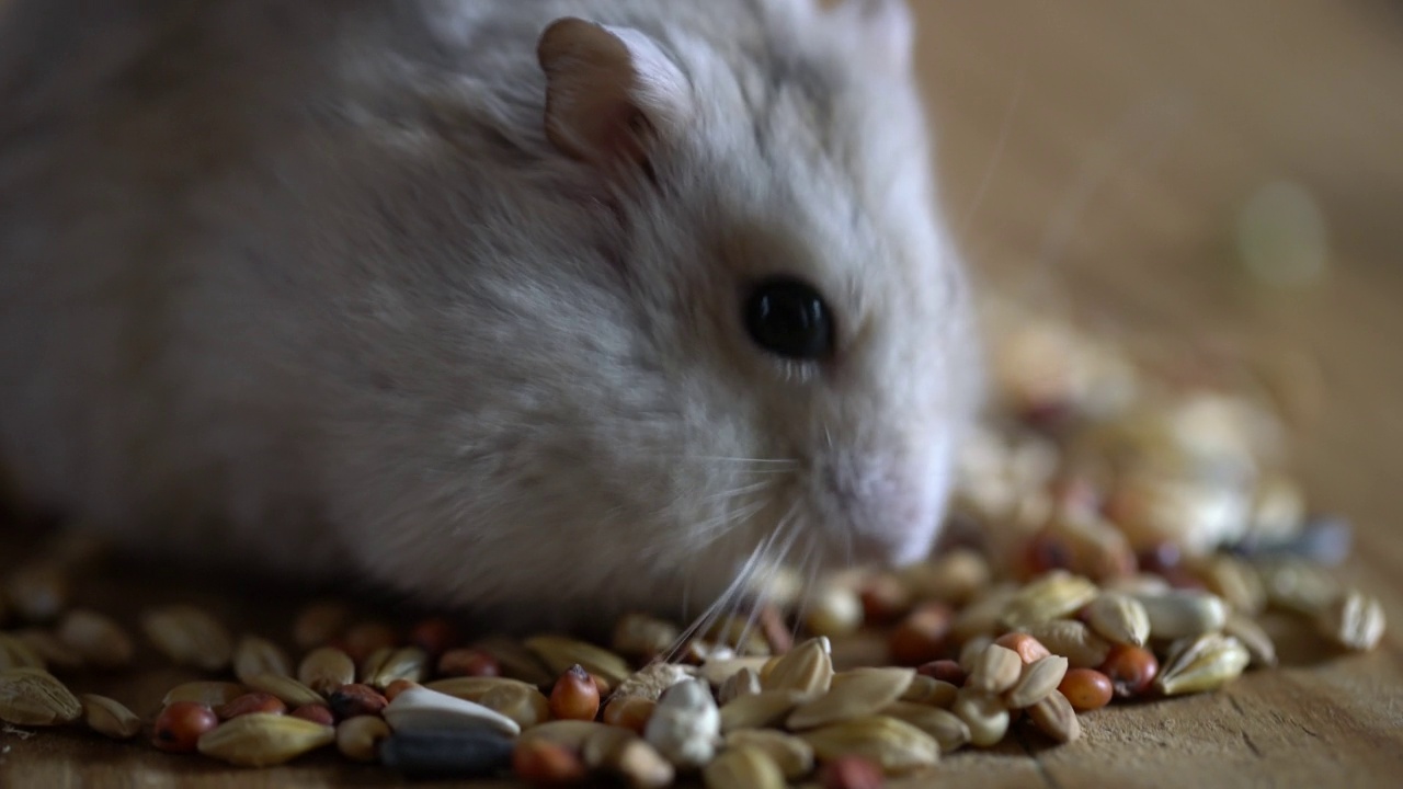 仓鼠吃谷类食物视频素材