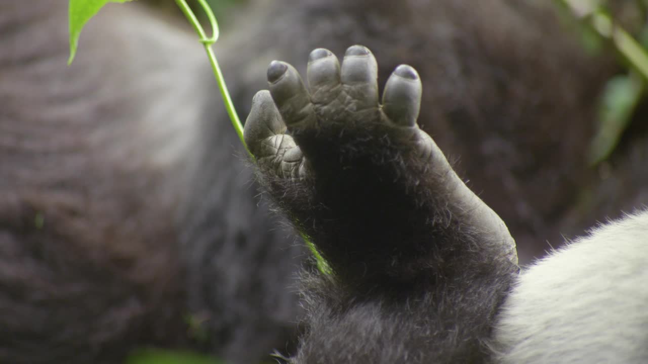 卢旺达，葡萄藤旁的大猩猩脚。视频下载