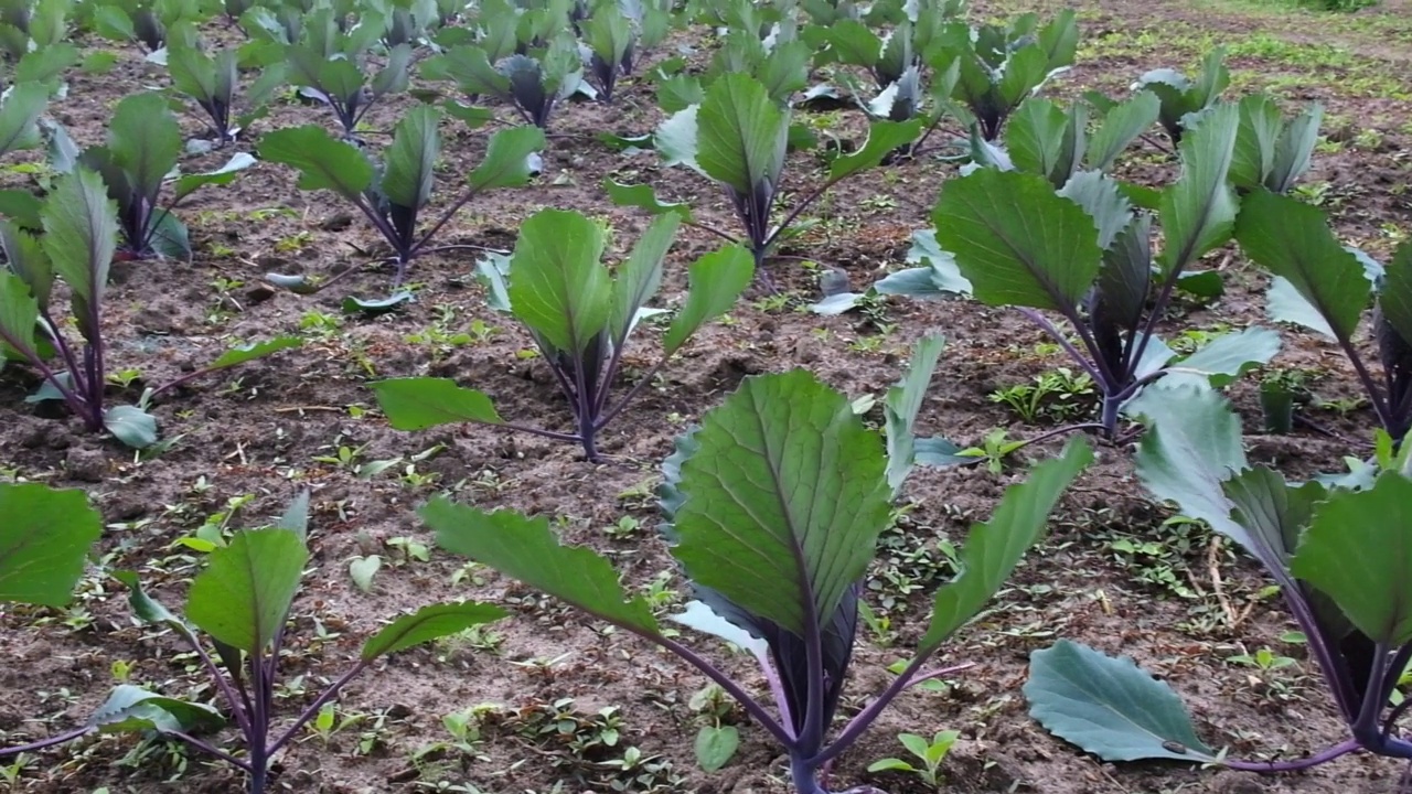 在露天农场的花园里，一排排种着卷心菜。视频下载