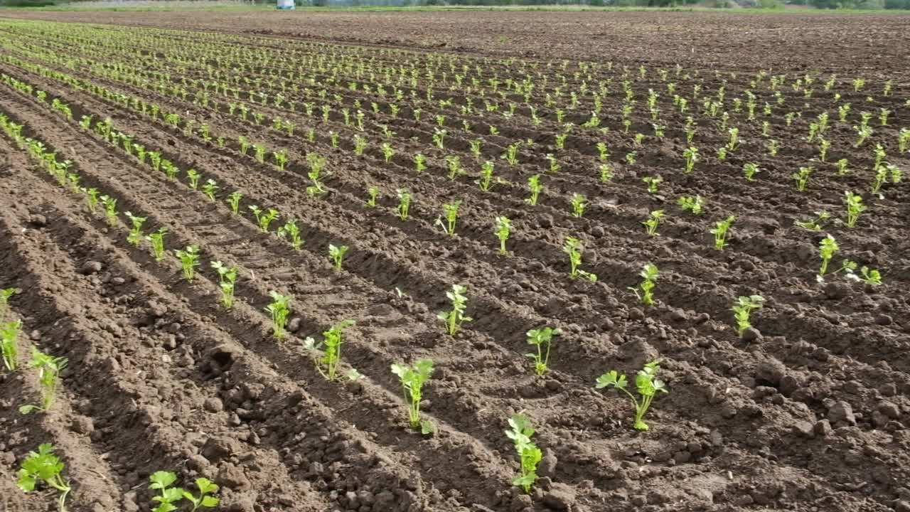 有机菜场绿芹菜种植特写。农业的概念。视频下载