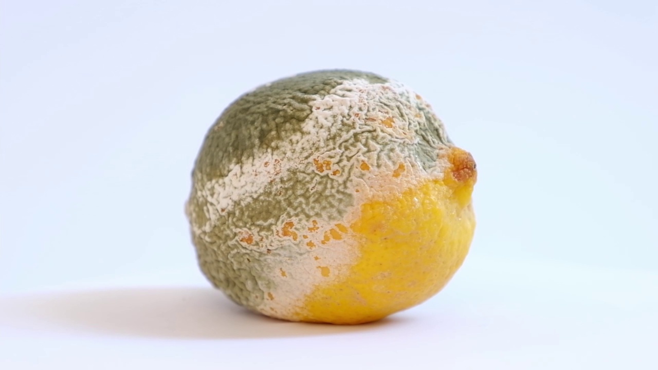 长满霉菌的柠檬，变质了，在白色背景上旋转视频下载