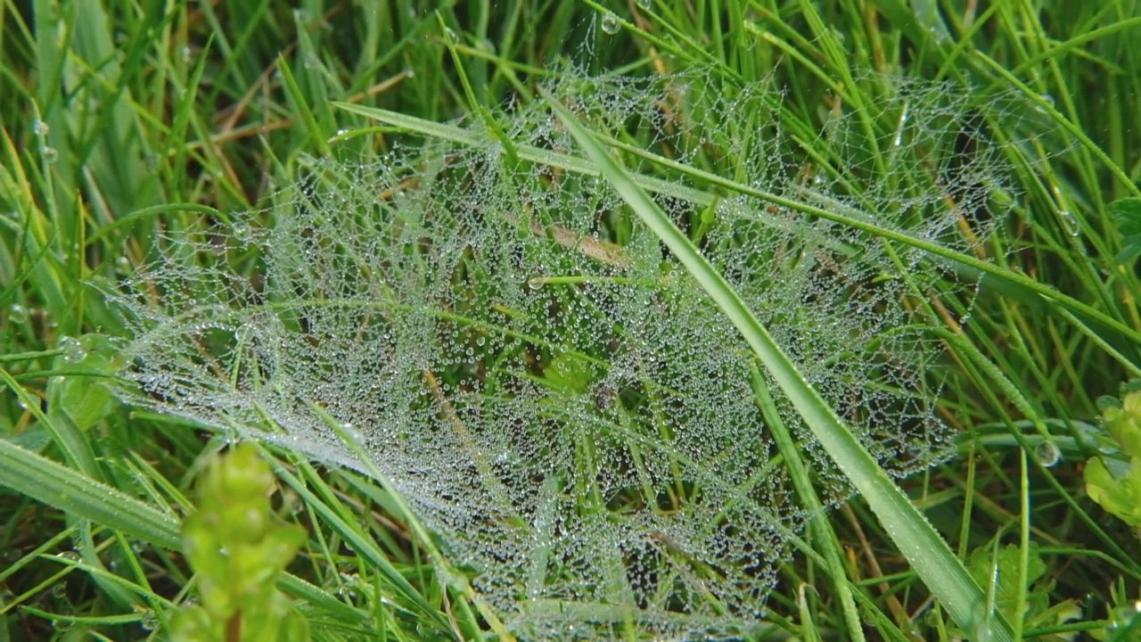 蜘蛛网的特写，漂亮地装饰着像珍珠项链一样的晨露，视频下载