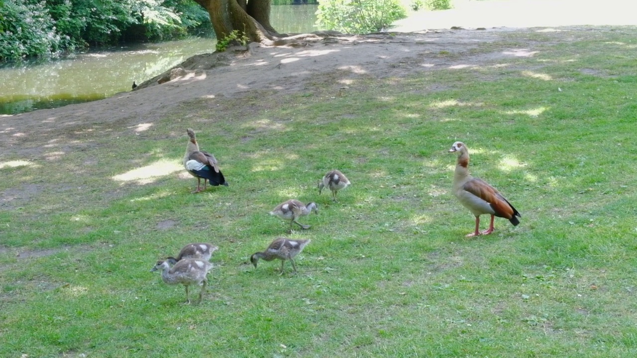 有趣的小鸭和成年鸭子在城市公园的岸边散步视频下载