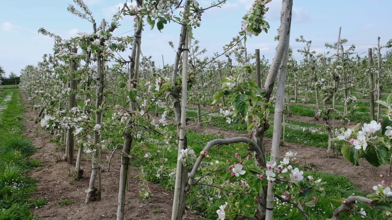 春天果园里开花的苹果树。一排排盛开的果树。春暖花开的花园。视频下载