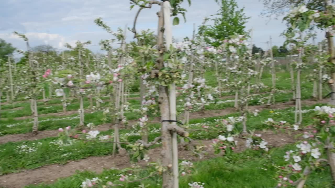 春天果园里开花的苹果树。一排排盛开的果树。春暖花开的花园。视频下载
