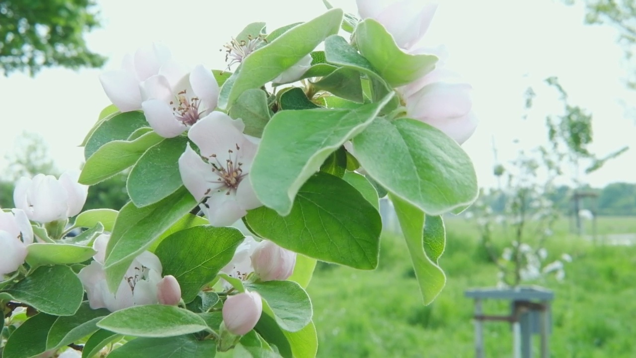 春天果园里开花的苹果树。春暖花开的花园。视频下载