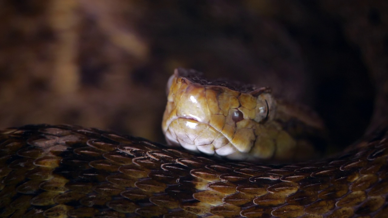 一条毒蛇的慢动作视频素材