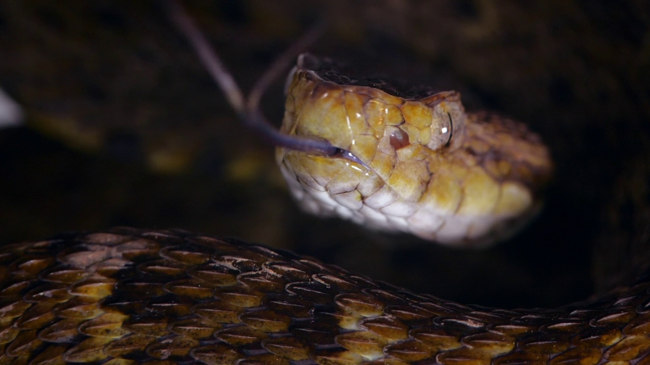 一条毒蛇的慢动作视频素材