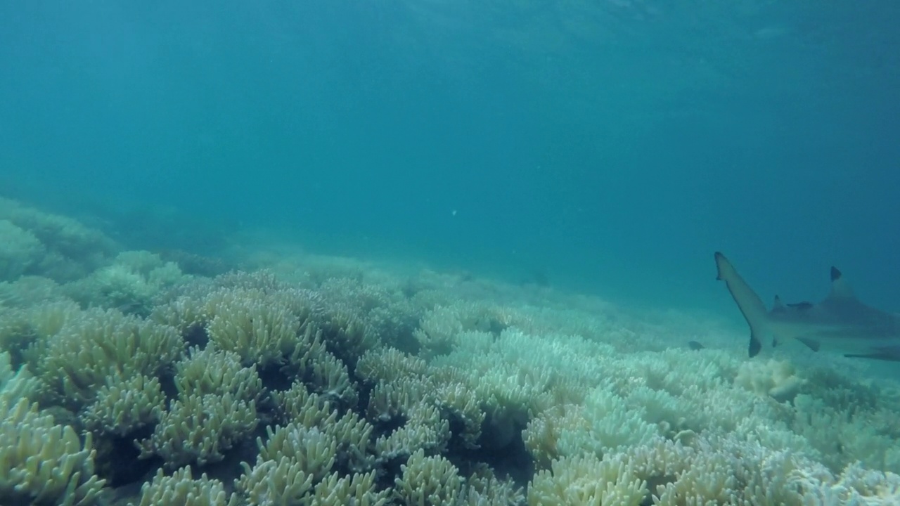 鲨鱼游过大堡礁白化的珊瑚视频素材