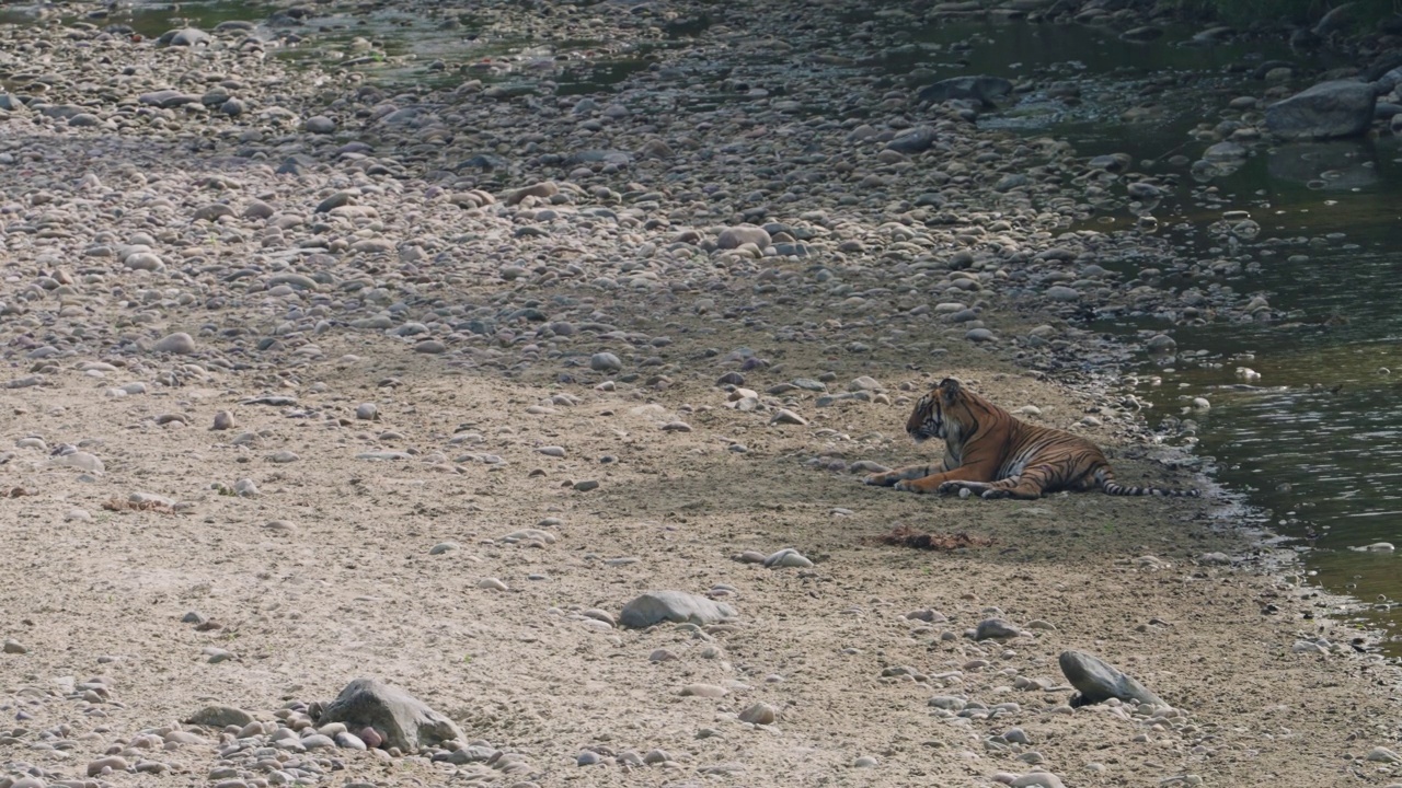 孟加拉皇家老虎在吉姆·科比特老虎保护区的森林里放松视频素材
