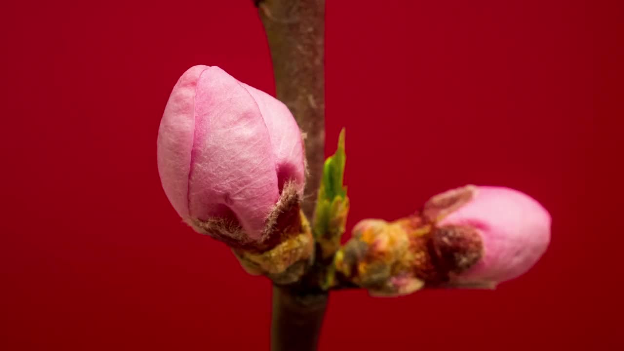 桃花盛开的红色背景在水平格式时间推移4k视频。樱花在春天开花的视频。视频素材