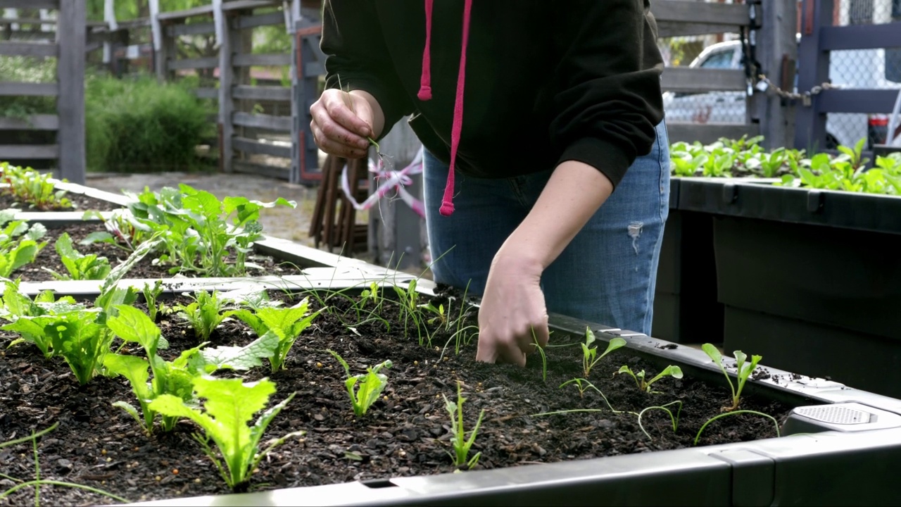 妇女在社区花园种植视频素材