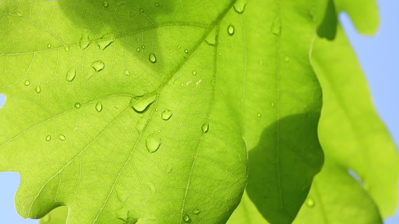 绿色的橡树叶与雨水的水滴特写雨滴视频素材