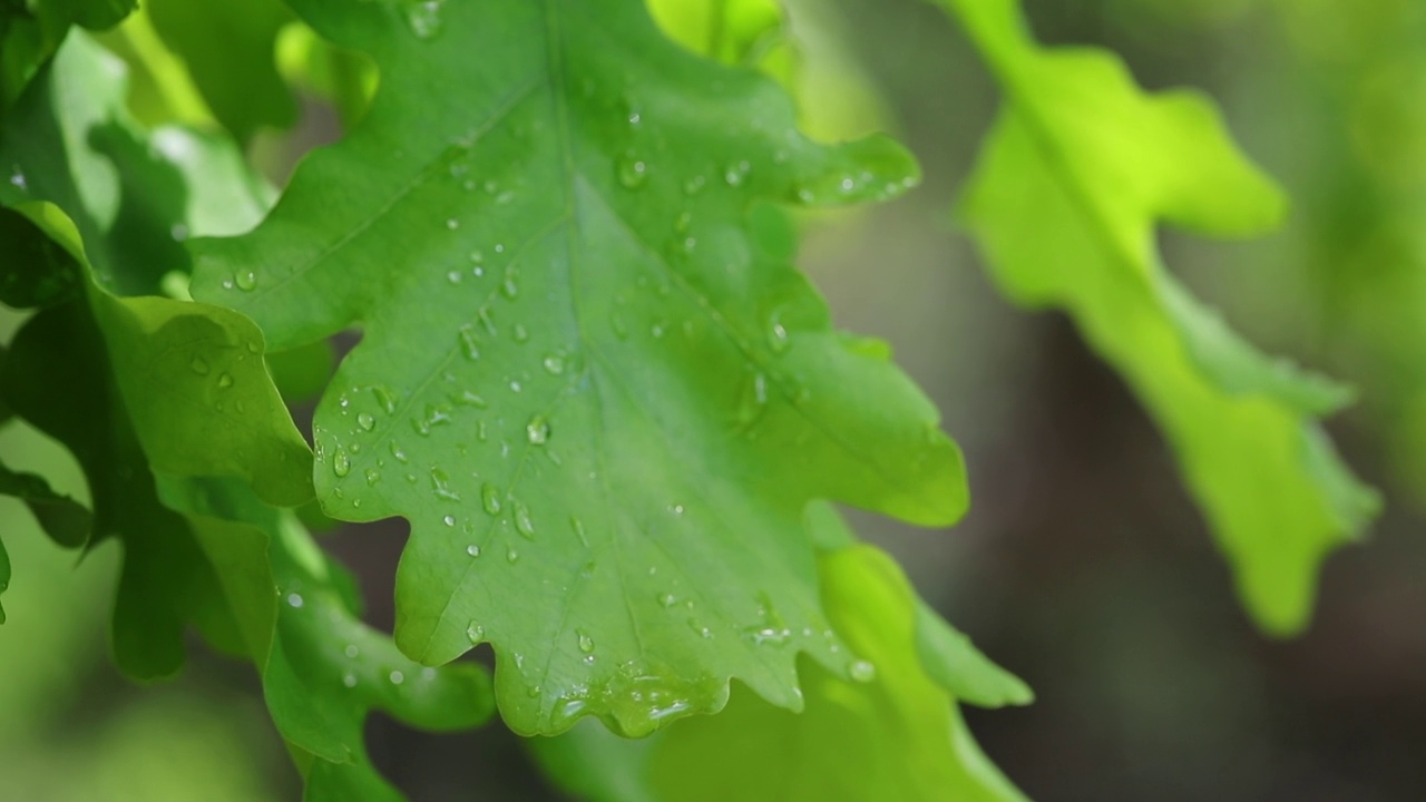 绿色的橡树叶与雨水的水滴特写雨滴视频素材