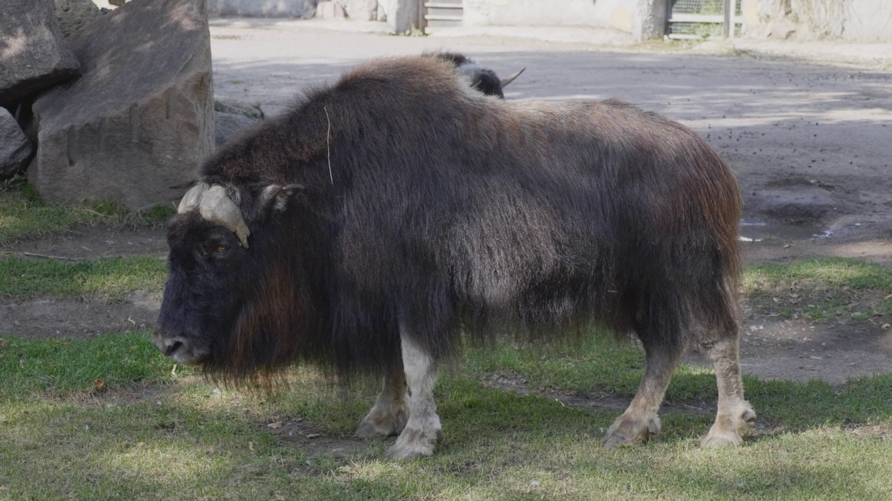 古老的藏牦牛长着黑色的长毛和大角，沿着山间牧场行走。视频下载