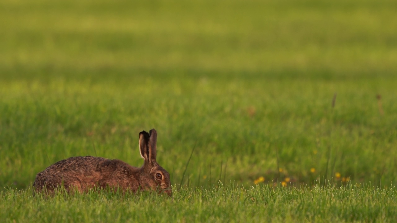 一只欧洲野兔(Lepus europaeus)在牧场上吃草视频素材