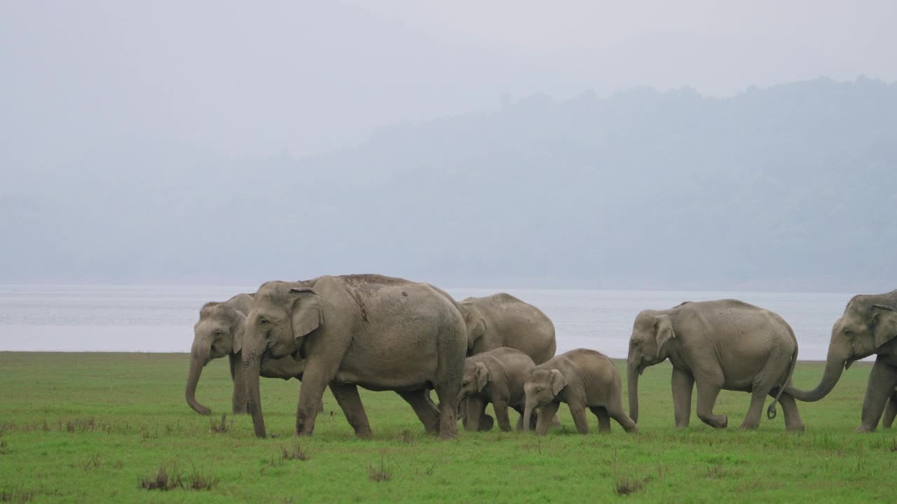 一群大象在国家公园吃草视频素材