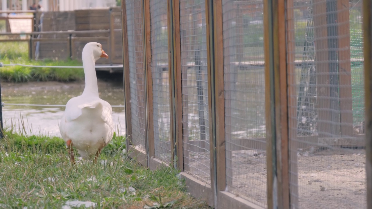 白鹅在草地上走来走去，对着池塘在农场-慢动作视频下载