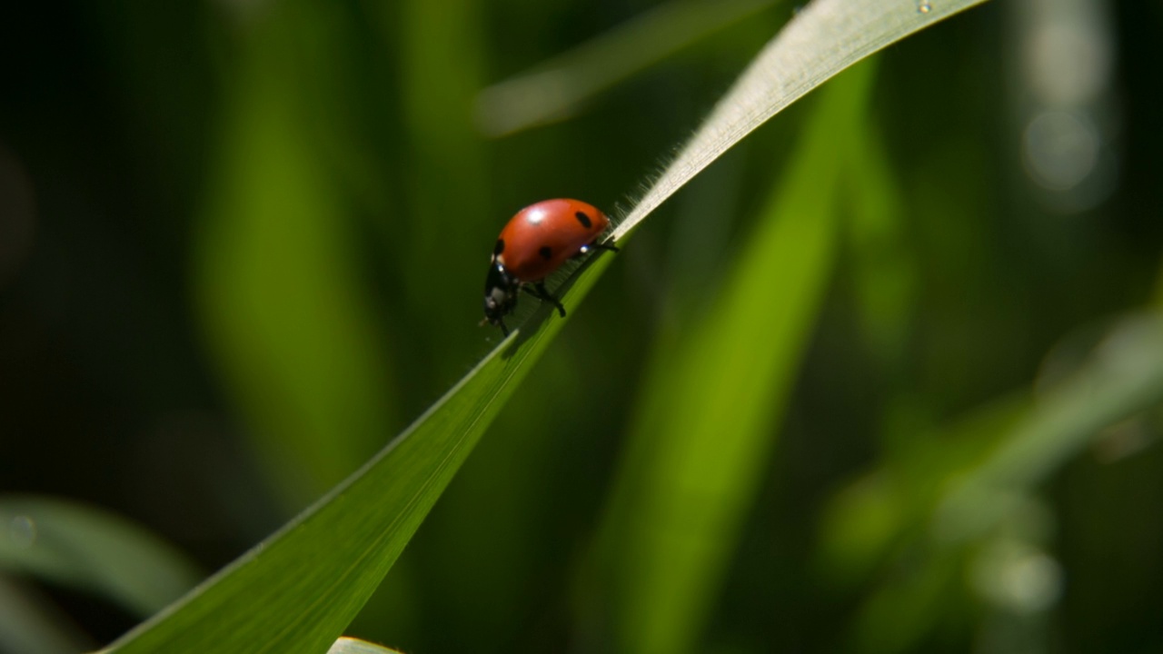 瓢虫在绿色的草地上视频素材