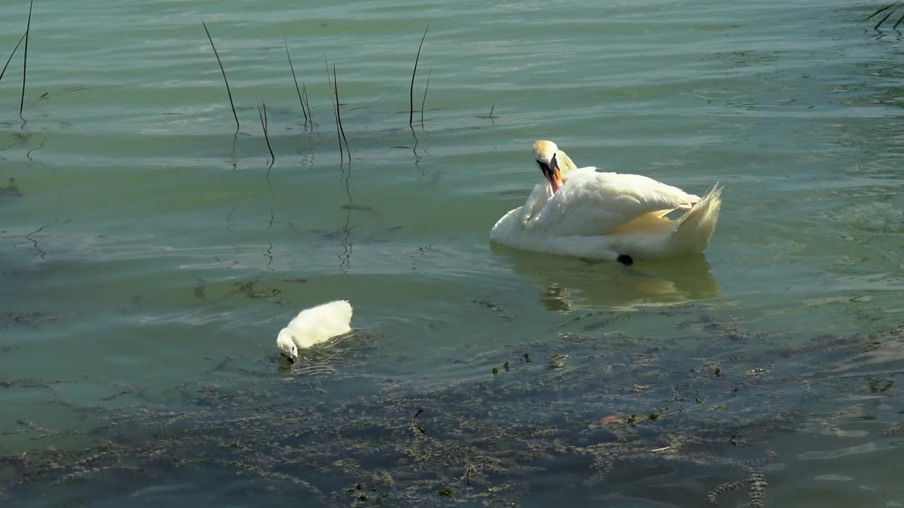 一群哑巴天鹅(天鹅色)在湖上游泳视频下载