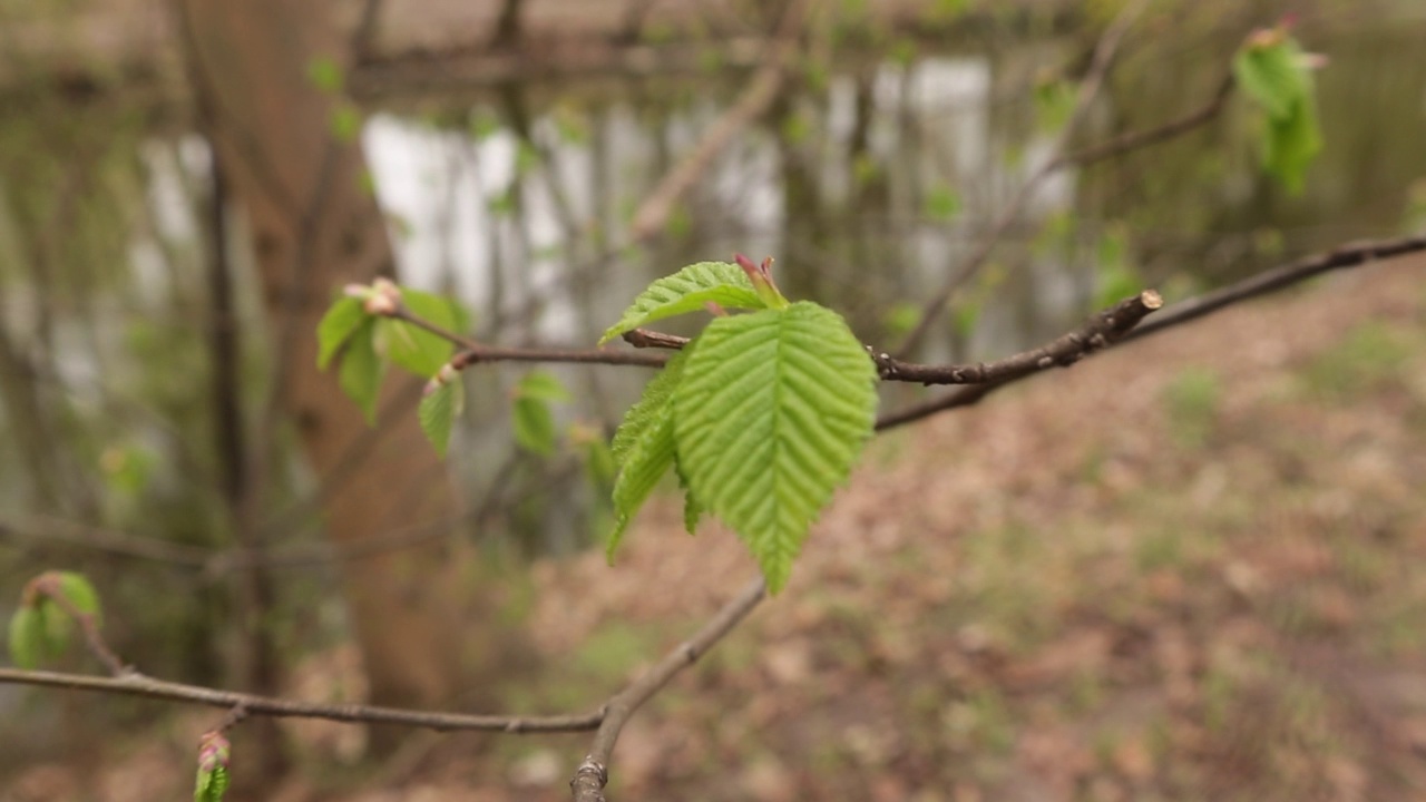 春天，树枝上长出嫩叶。视频素材