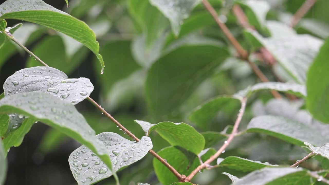 雨水倾泻在绿叶上。视频素材
