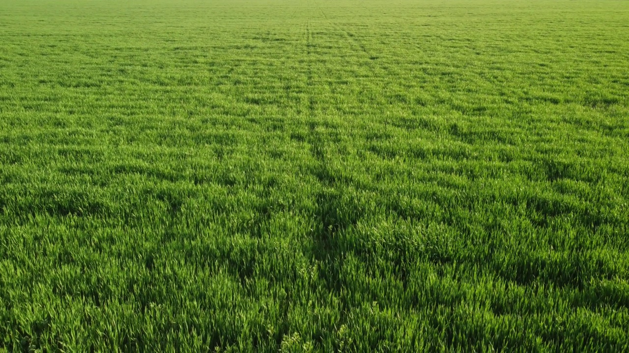 鸟瞰乡村绿色麦田。夕阳下的麦田在风中飘荡。年轻和绿色小穗。大麦是自然界的作物。农学、工业和粮食生产视频素材