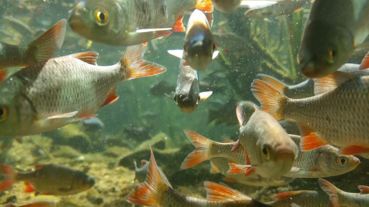 一群在池塘里游泳的鱼的水下拍摄视频素材