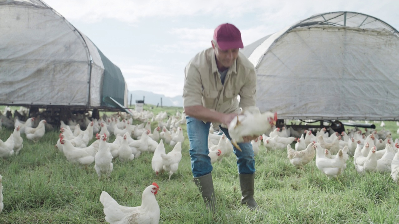 成熟的高加索家禽农场主在牧场乡村农场捡起一只公鸡或雄性家鸡。一位男性农民站在田野上，他的鸡在他周围吃草视频下载