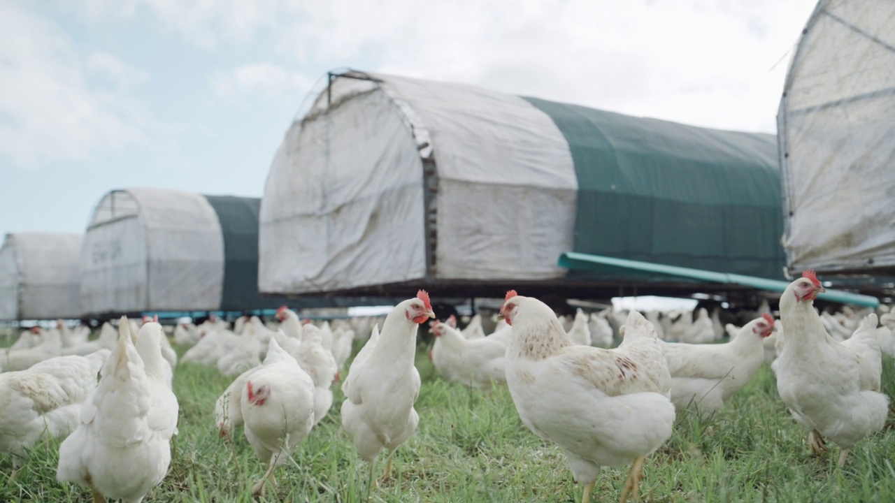一群白色的鸡在有谷仓的乡村开阔的草地上吃草。在农业上饲养和繁殖家畜，为放养有机鸡蛋和家禽工业视频下载