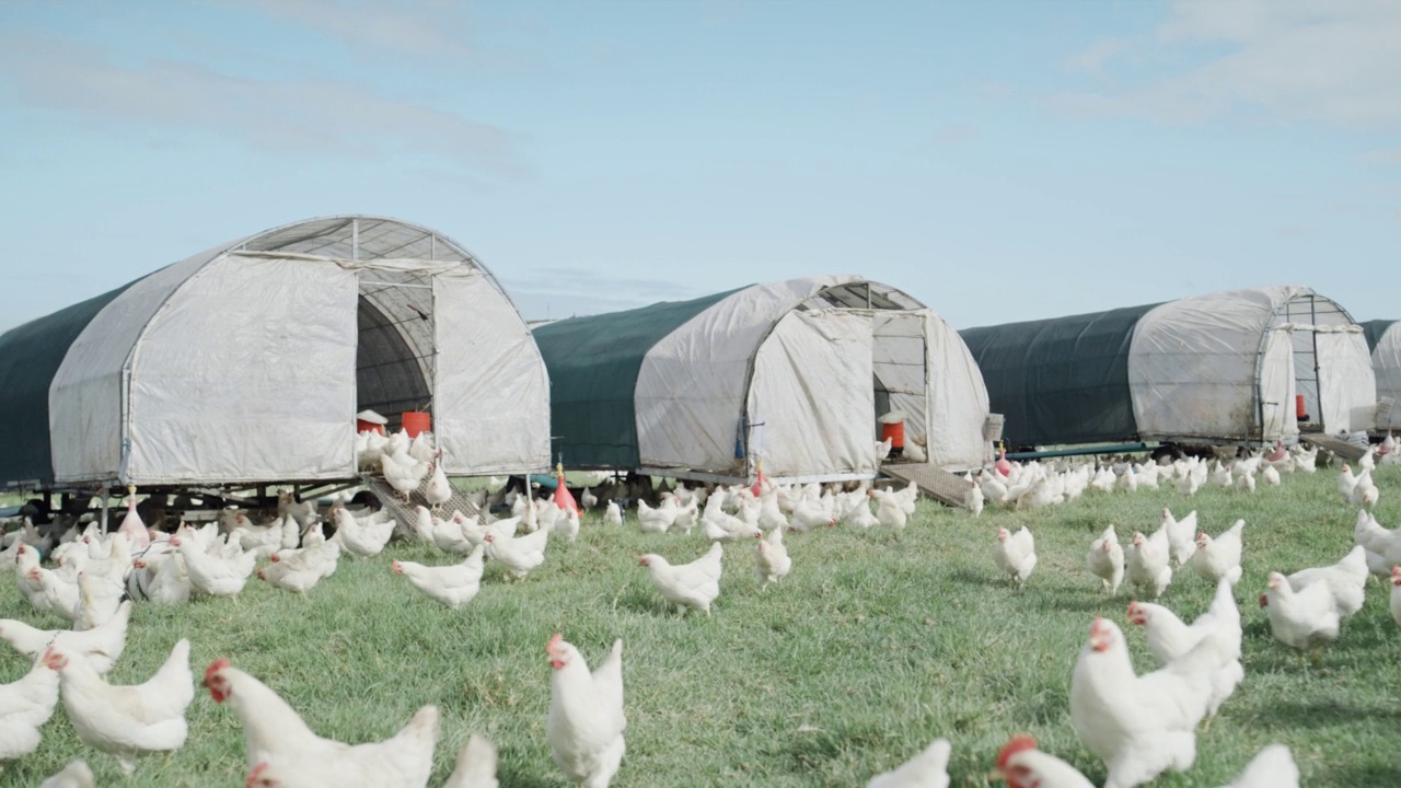 草地上鸡笼附近的农场里的鸡。一群家禽在乡间开阔的牧场上吃草。饲养和繁殖家畜，进行自由放养，可持续发展的鸡蛋和有机农业视频下载