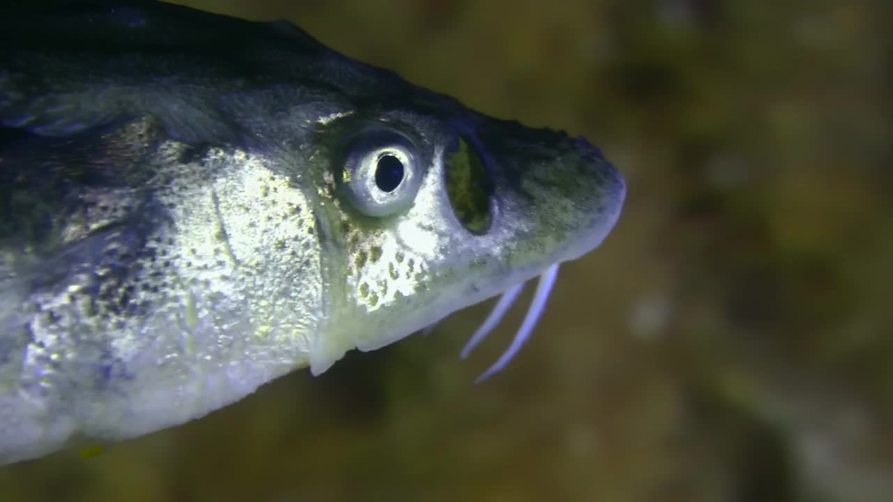 多瑙河鲟鱼在藻类覆盖的海床上拍摄的夜景。视频下载