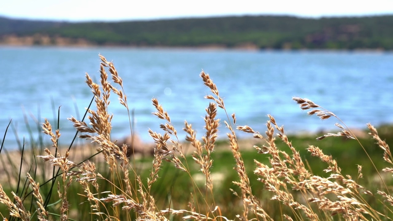 金色的稻穗在清澈的湖水蓝色背景上轻轻移动。视频素材