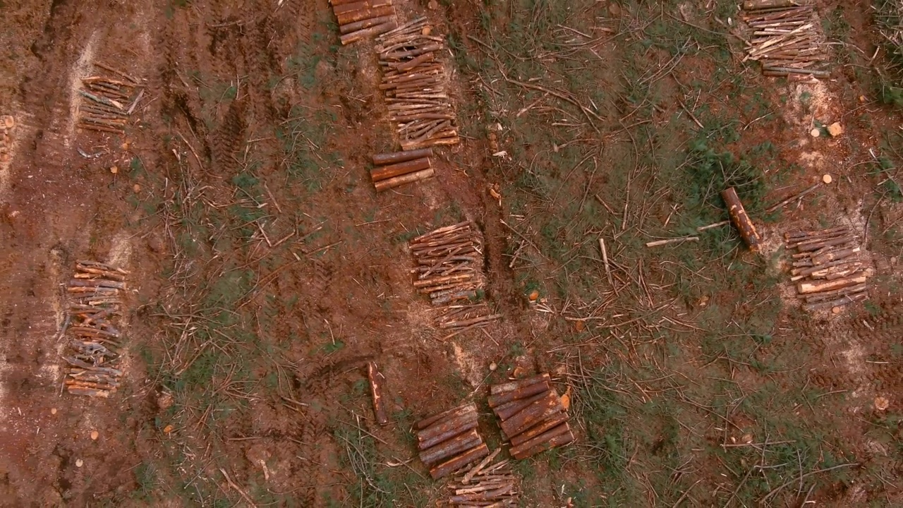 被砍伐的树干堆积视频素材