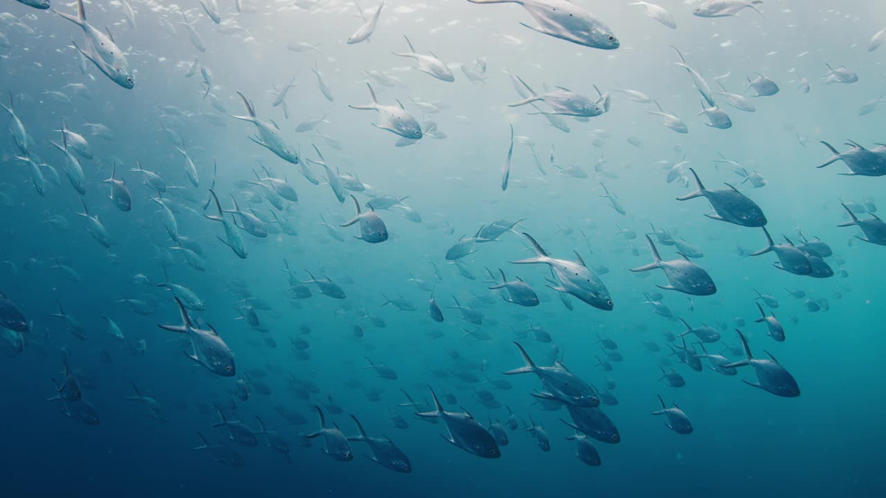一大群鱼在大海的水下游泳视频下载