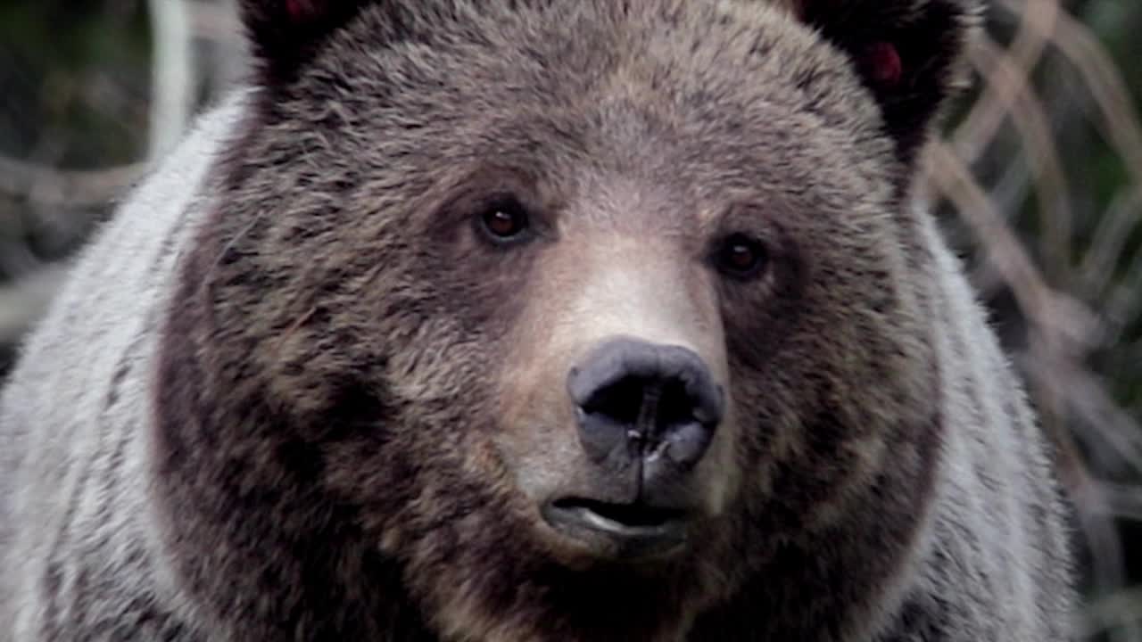 MS 4K缩放镜头的灰熊(Ursus arctos)与三只刚出生的幼崽走在山艾树。勃朗黛视频素材