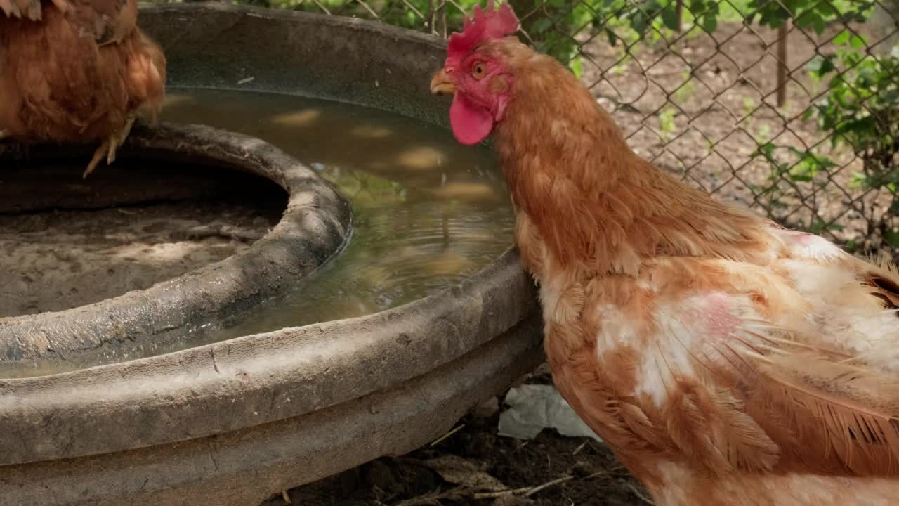 放养有机后院母鸡公鸡鸡在炎热的天气喝水视频素材