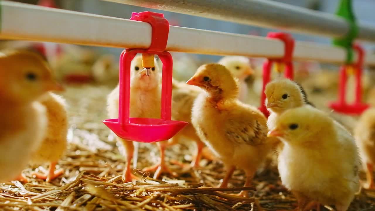 农场的雏鸡饮用奶嘴系统的水视频素材