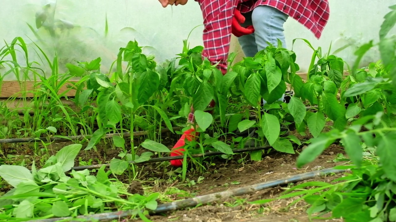 慢动作园丁在温室里除草，手戴手套拔草视频素材