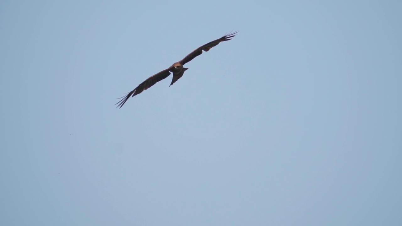 在印度果阿，一只老鹰在天空中寻找猎物的慢动作镜头。一只在空中滑翔寻找食物的鹰。寻找食物的鹰。捕食者在寻找猎物。视频素材