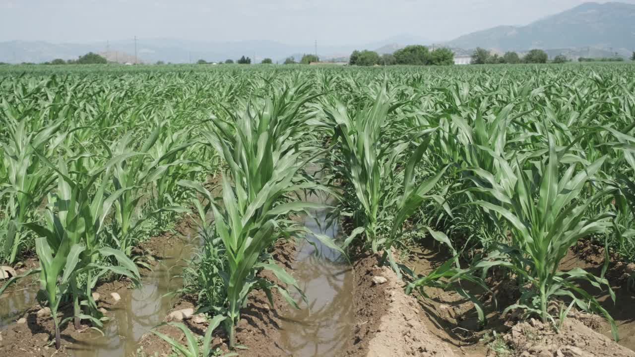 用传统的漫灌方式灌溉的玉米地。视频素材