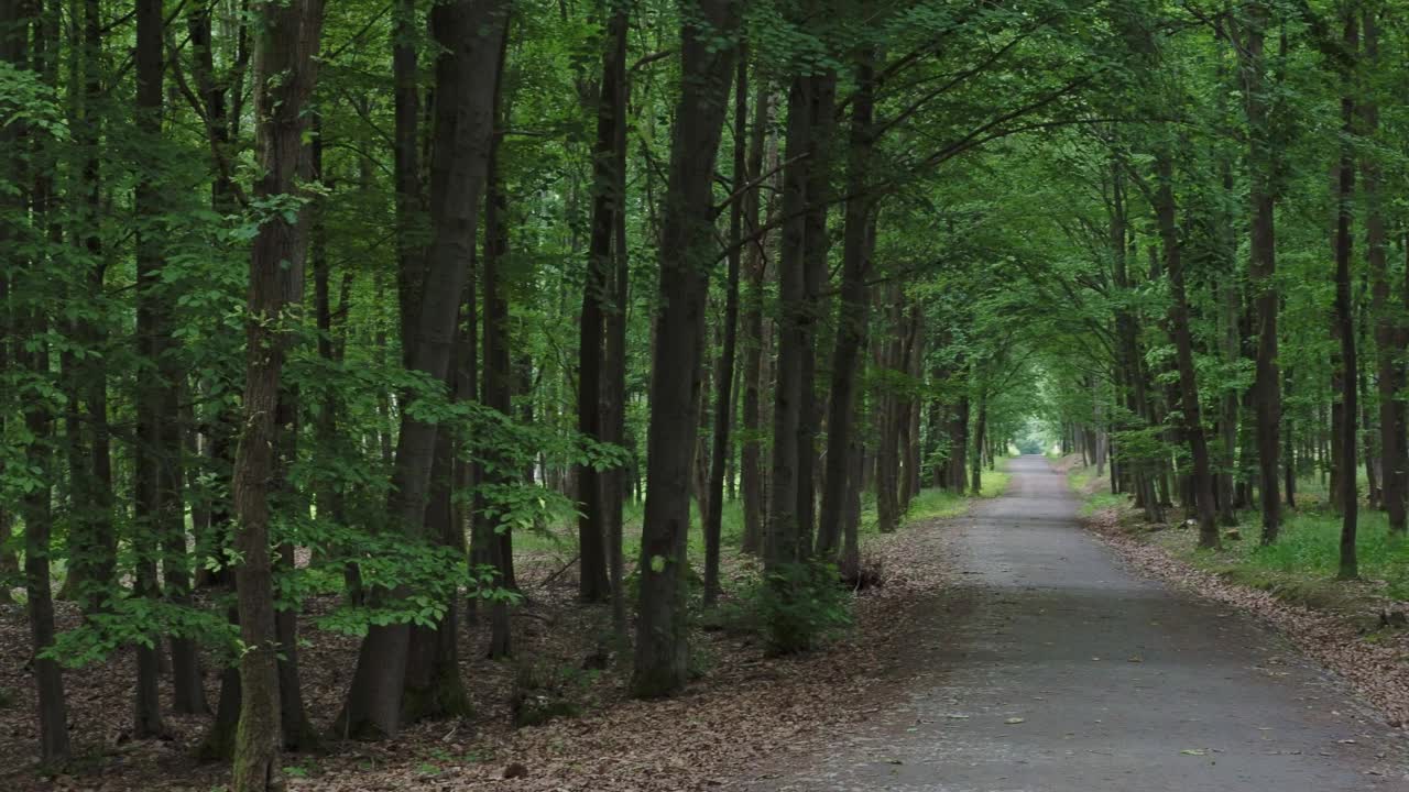 林中小径。森林的路。视频素材
