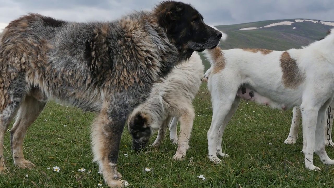 牧犬:帮助一群羊吃草并保护羊群不受从山到牧场的狼群的攻击的一群大狗人们把面包扔给狗吃。视频素材