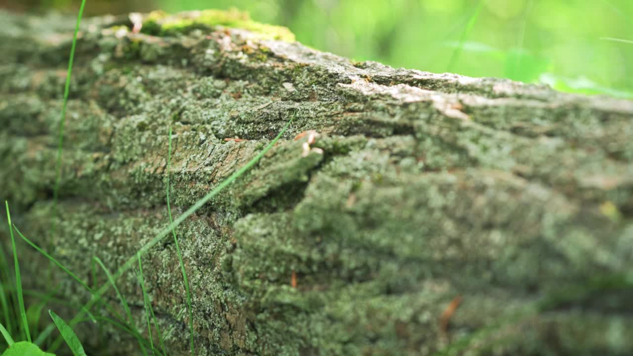 镜头滑过森林中倒下的树，近距离观察树皮上生长的苔藓和地衣，前景是一些绿色的草叶视频素材