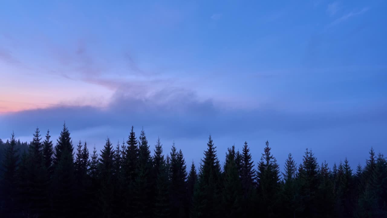 早晨雾笼罩着云杉林。视频素材