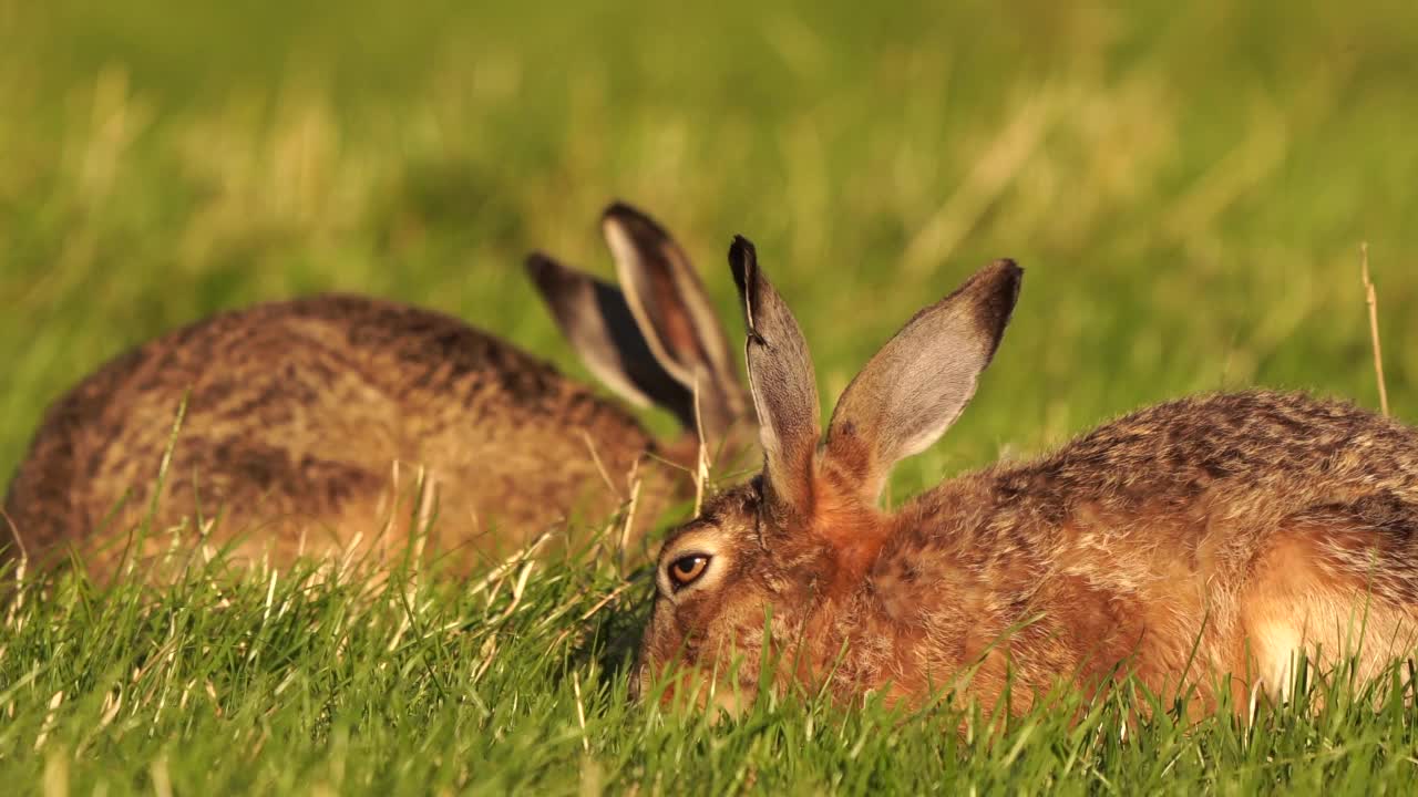 两只欧洲野兔(Lepus europaeus)在牧场上吃草视频素材