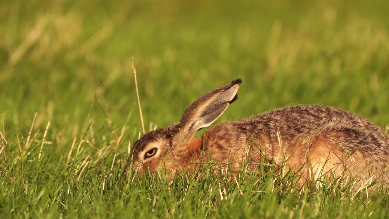 一只欧洲野兔(Lepus europaeus)在牧场上半开着眼睛吃草视频素材