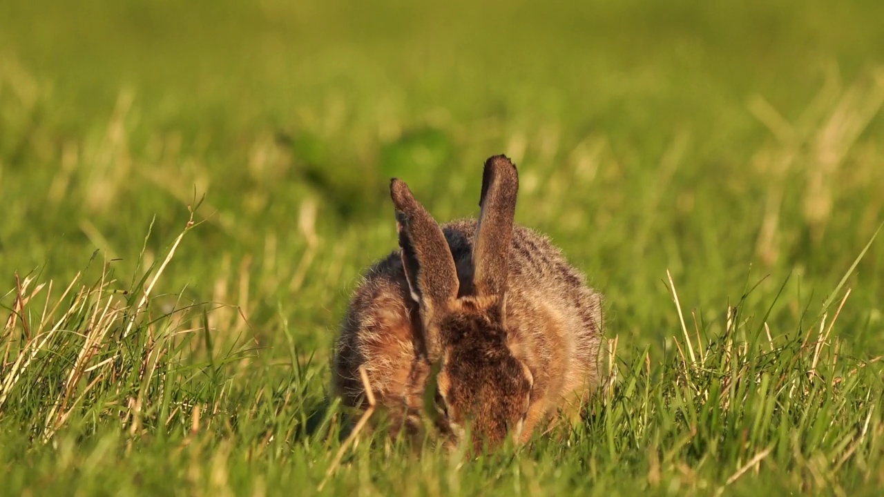 一只欧洲野兔(Lepus europaeus)在牧场上吃草，盯着你看视频素材