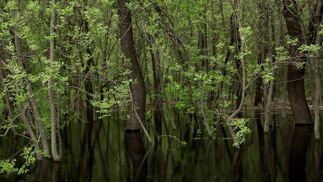 淹绿春林。许多绿树生长在室外的树林或公园的视频片段，淡水覆盖地面。视频素材