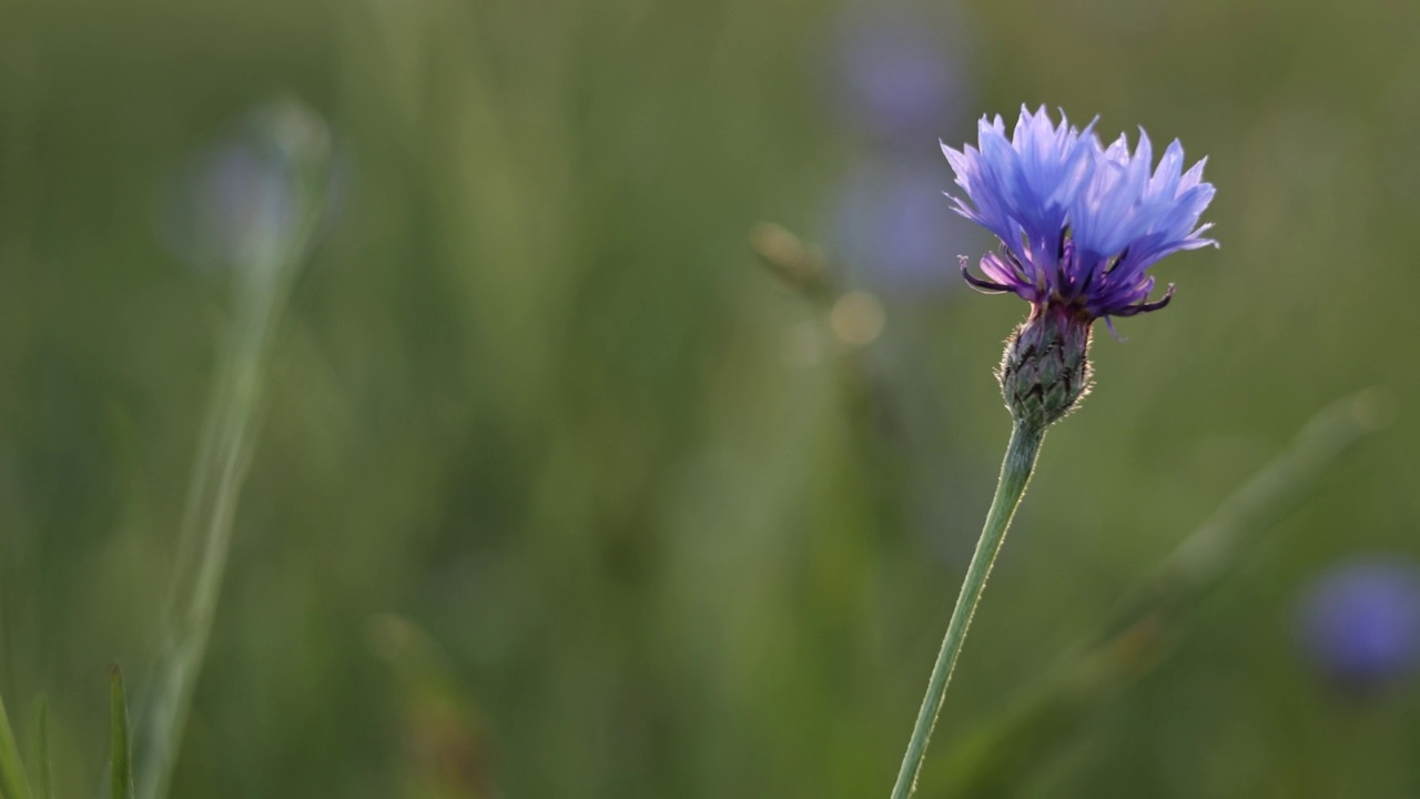 蓝色的矢车菊在夏天的田野里。矢车菊(Centaurea cyanus)，俗称“学士纽扣”，是菊科的一种一年生开花植物，原产于欧洲。视频素材